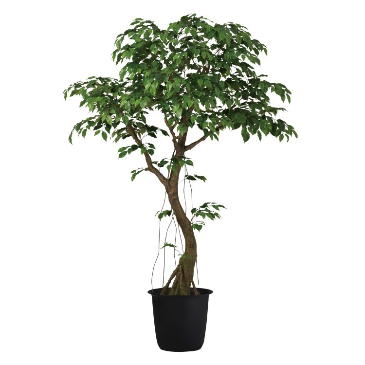 ベンジャミナスプラッシュコアッド2.3m｜GLPT-228 アーティフィシャル