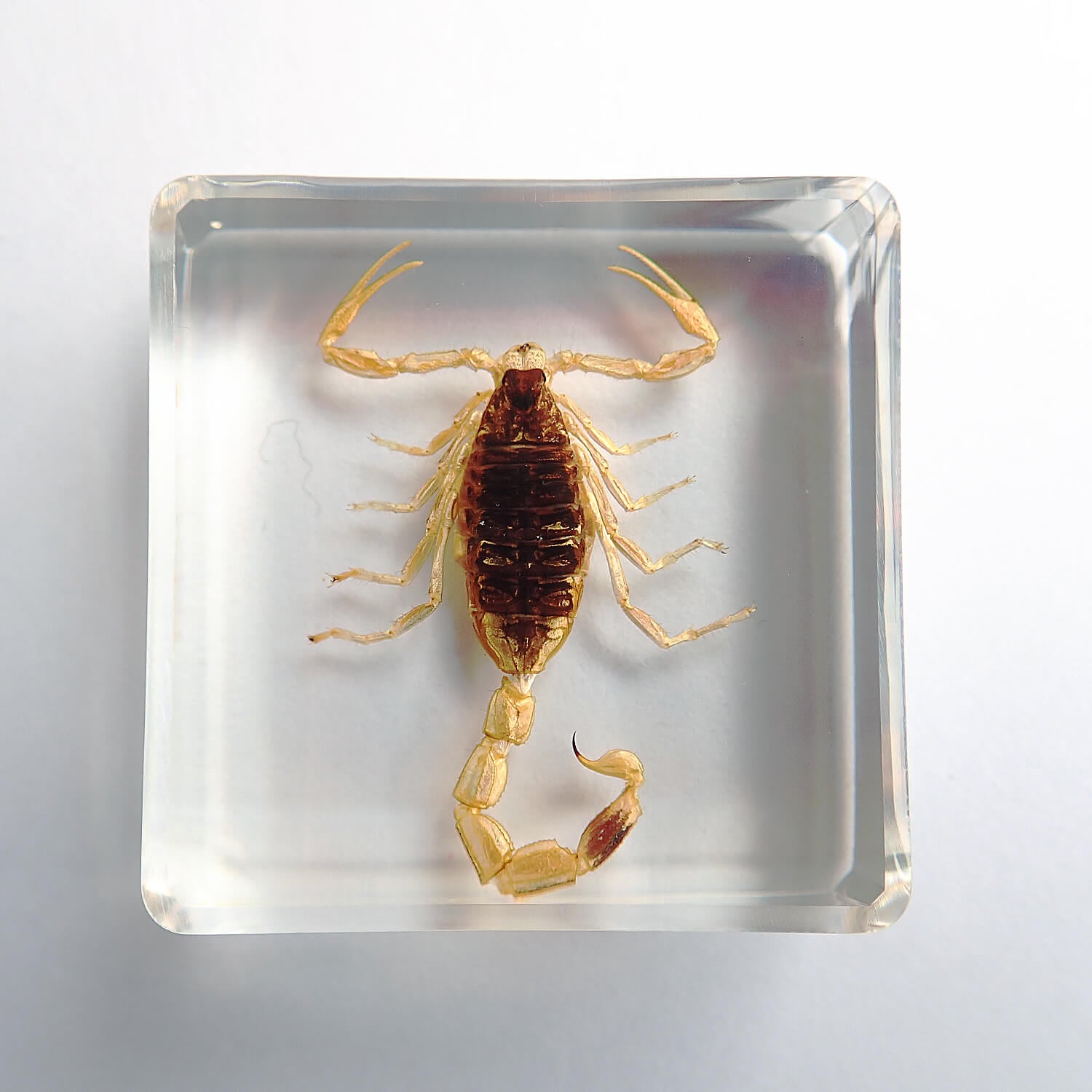 昆虫食 樹脂標本 Golden Scorpion（アーマーテールスコーピオン