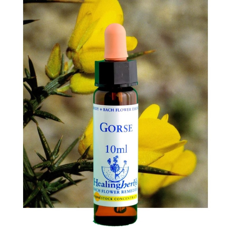 フラワーエッセンス 29 スイートチェストナット [ヒーリングハーブス