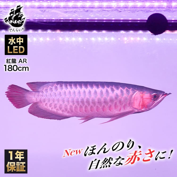 水槽内の水の赤身を軽減！紅龍の赤を自然に際立たせる水中LEDライト