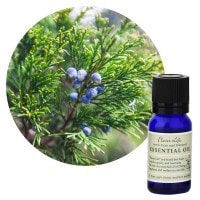 フレーバーライフ】ローズマリー｜エッセンシャルオイル（精油・アロマ