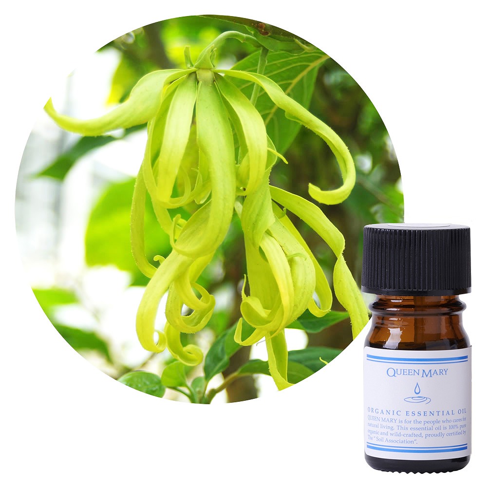 クイーンメリー】イランイラン・コンプリート｜エッセンシャルオイル