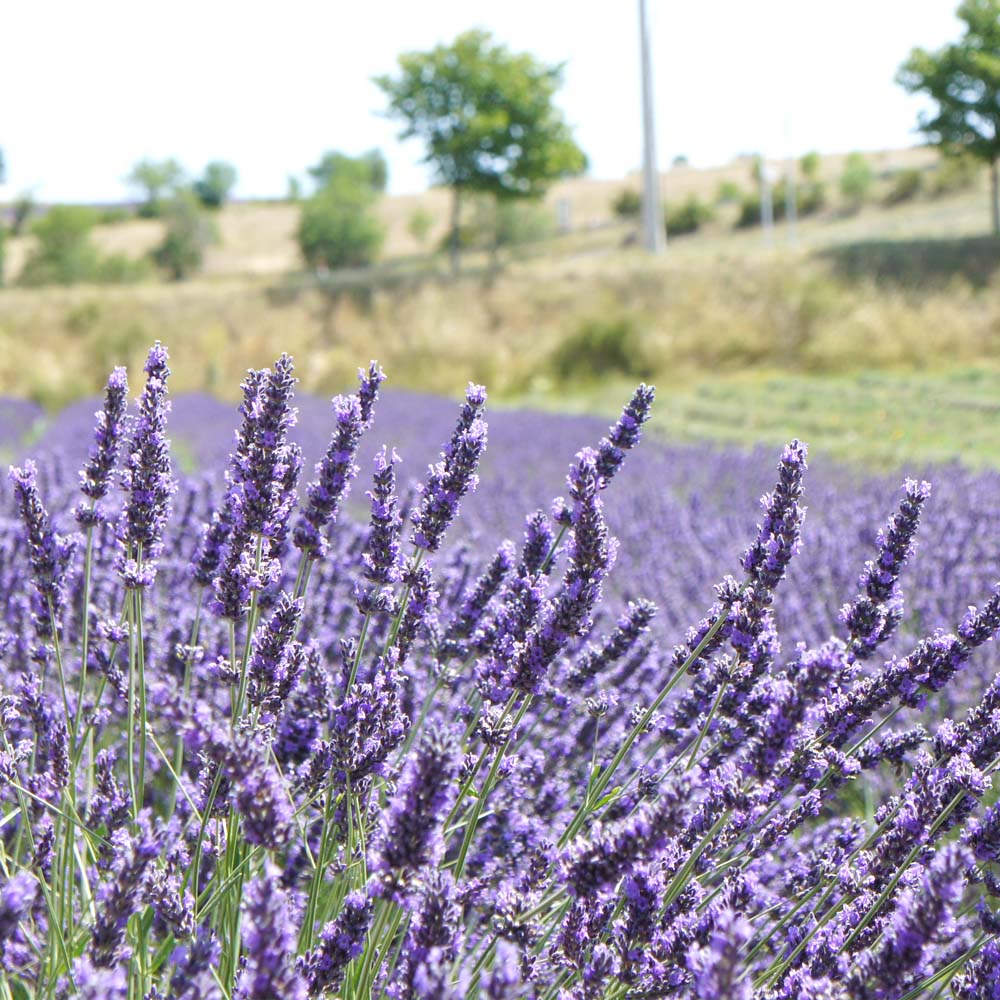 フレーバーライフ】ラベンダー・フランス｜エッセンシャルオイル（精油