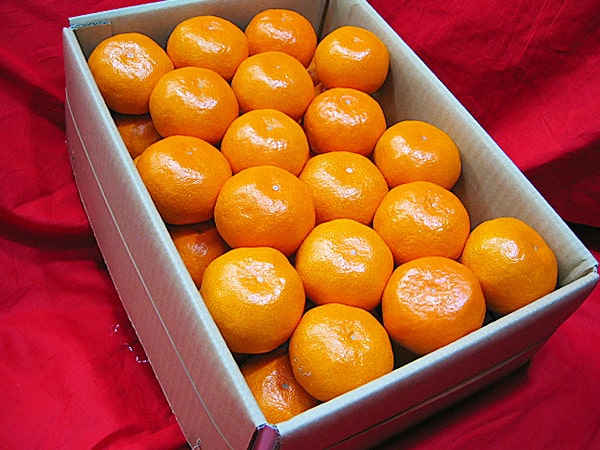 温室山北蜜柑Lサイズ5K 特選 | 夏 Summer fruits,温室山北蜜柑