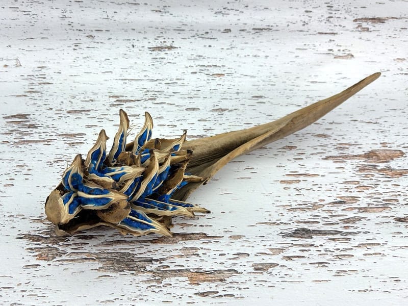 希少 旅人の木 タビビトノキ タネ 種 Lサイズ 苗 園芸 花 通販 greenery