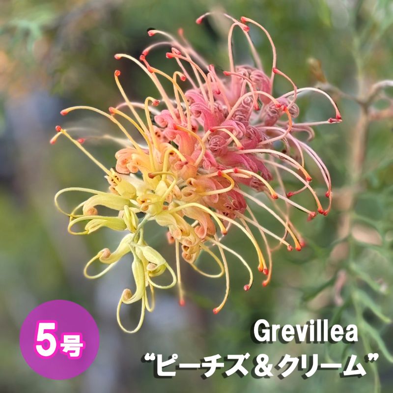 グレビレア ピーチズ＆クリーム ピーチアンドクリーム 5号鉢 園芸 通販