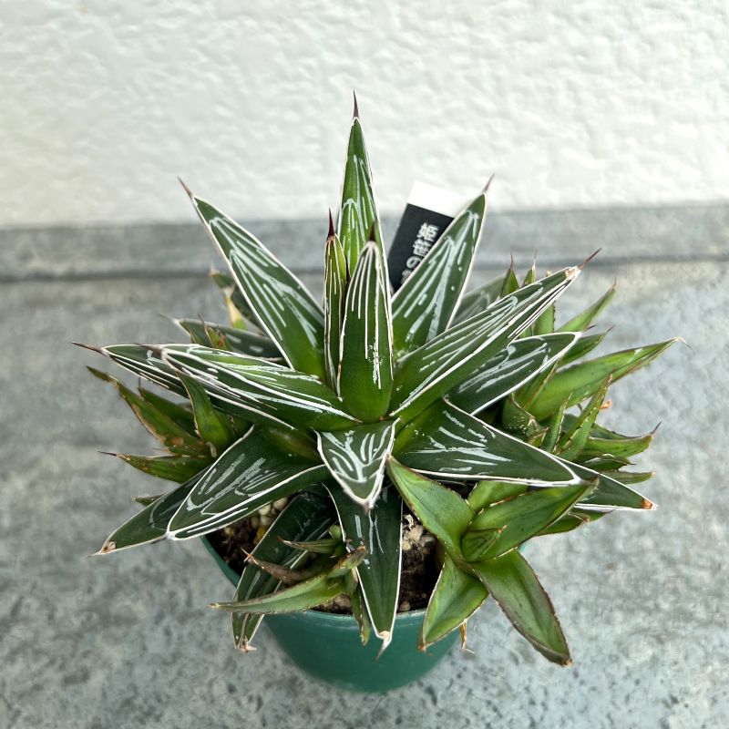 アガベ 姫笹の雪 7cmポット苗 観葉植物 greenery