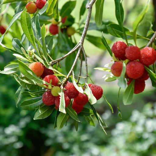 ヤマモモ(山桃) 「東魁」(とうかい)雌木 5号ポット苗 苗木 通販 greenery