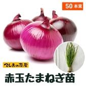 極早生たまねぎ苗 抜き苗 約100本束 貴錦・スーパーアップ・トップ