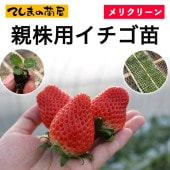 てしまの苗】 紅ほっぺ 6-9cmポット 野菜苗 培土 種 堆肥 【人気