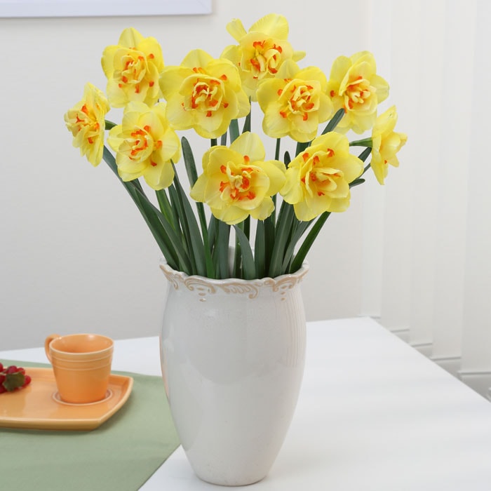 水仙 球根 タヒチ 2球 八重咲き スイセン 秋植え プランター栽培 寄せ