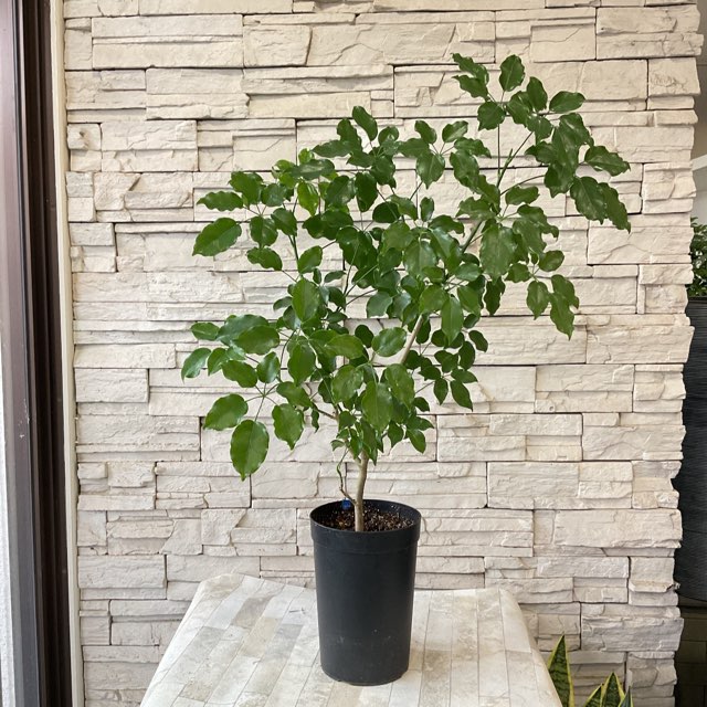 観葉植物】シェフレラ エリプティカ 6寸鉢 | 観葉植物 | 橋本種苗園