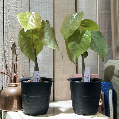 葉傷みあり】プセウドボンバックス 3号鉢(個体おまかせ1鉢)｜芳樹園