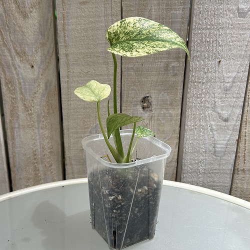 斑入りモンステラ ホワイトモンスター(天津蘭) 3.5号ロング透明鉢(現品