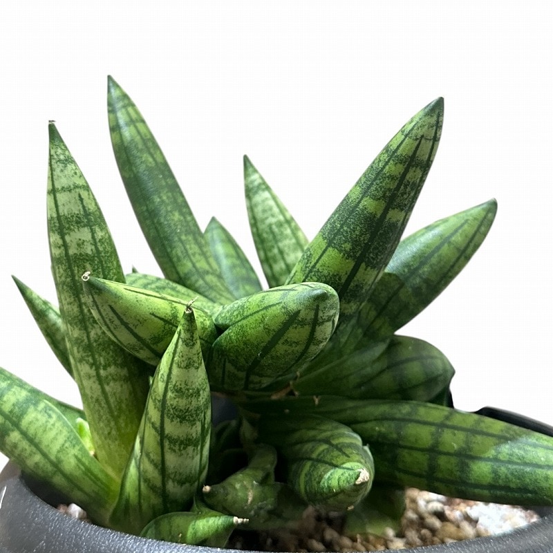 サンセベリア マニー Sansevieria Manee 5号(現品)｜芳樹園オンライン