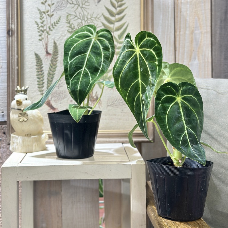 アンスリウム レガレ ダークフォーム 3.5号ポット(個体おまかせ1鉢