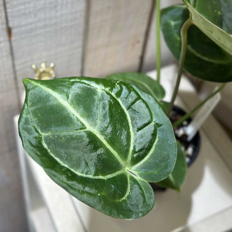 アンスリウム マグニフィカム×ブラッククリスタリナム 3.5号スリット鉢