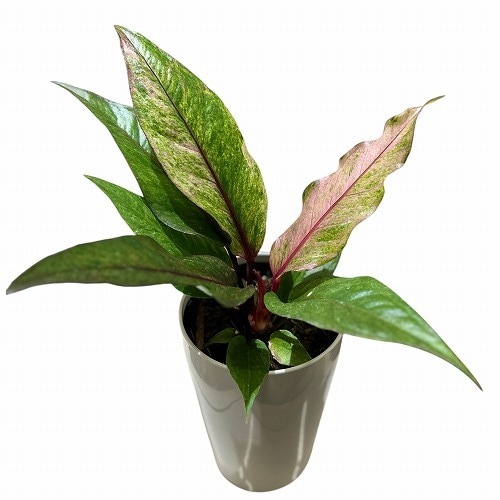 アンスリウム sp. ハイブリッド(斑入り) 4号 タイプA｜芳樹園