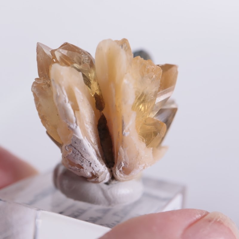 フロリダ州 貝化石カルサイト | 鉱物標本,カ行,カルサイト/方解石