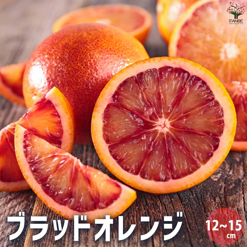 ブラッド オレンジ(希少品種 柑橘苗)」【果樹接木苗12～15cmポット大苗