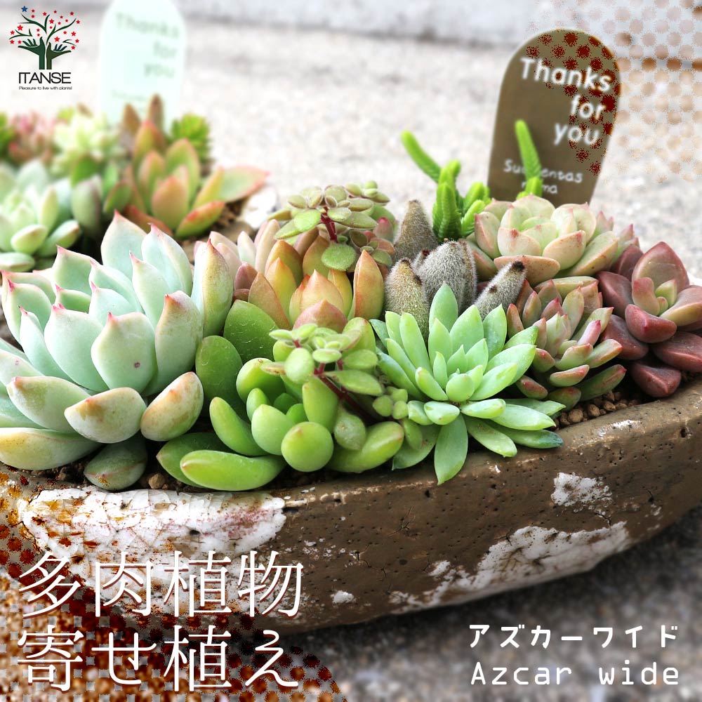 多肉植物 寄せ植え アズカーワイド(どこにでも置きやすいサイズの楕円