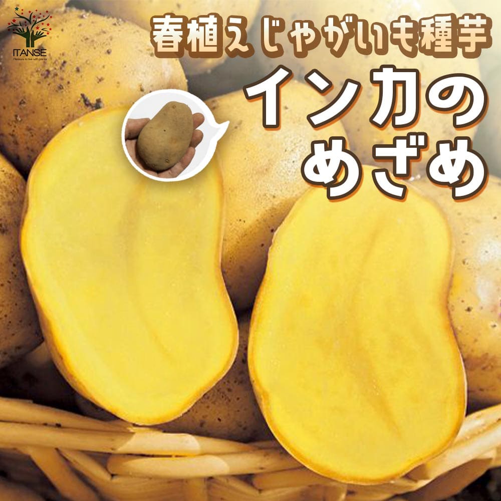 じゃがいもの種芋 品種:インカのめざめ【野菜種芋】｜ 【植物の