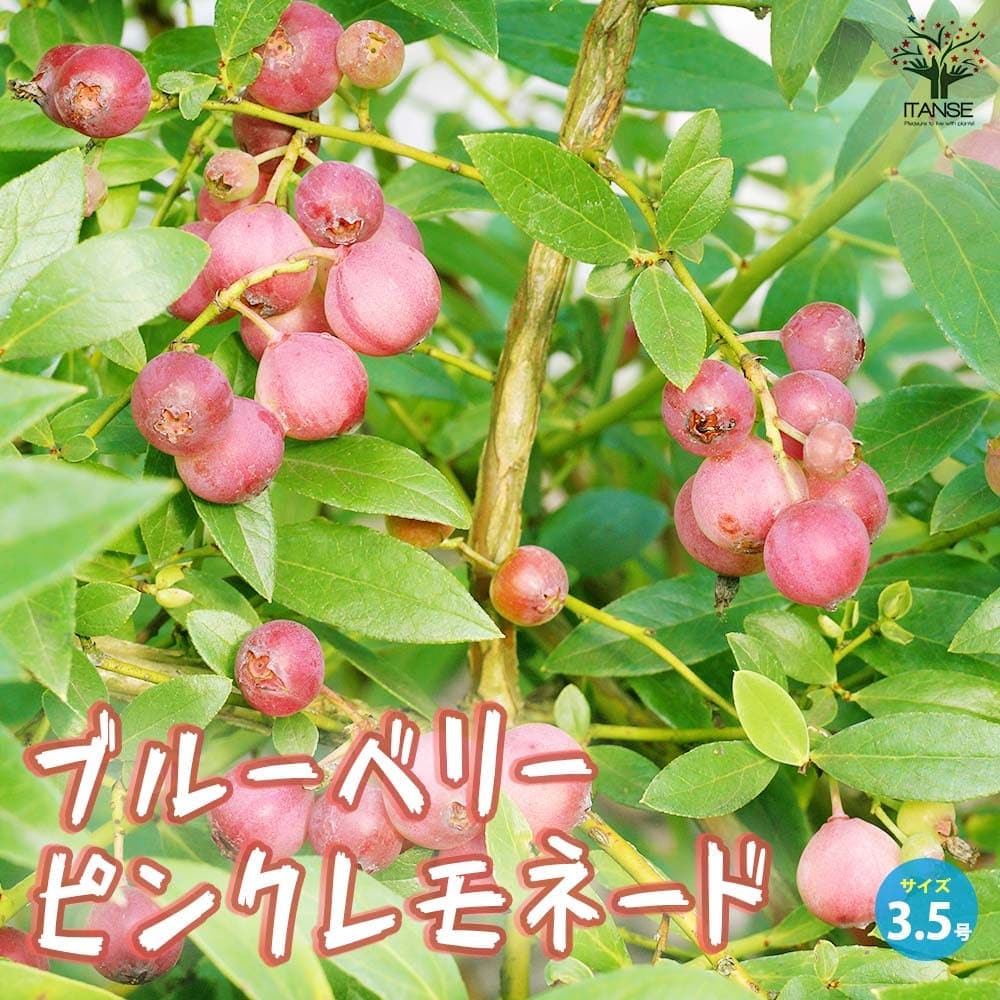 ブルーベリー ピンクレモネード【果樹の苗 3.5号ポット売り】｜ 【植物