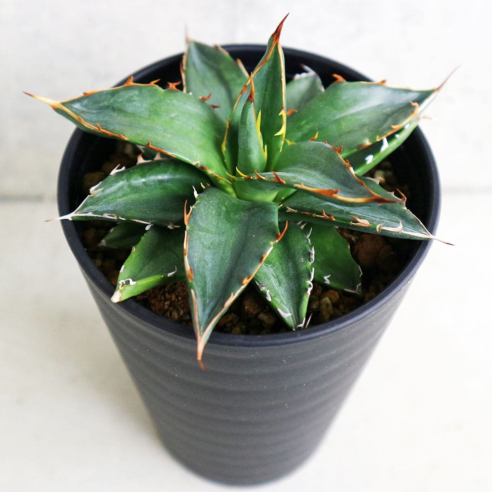 アガベ ガルシアメンドーサ 【多肉植物 3.5号／1個売り】｜ 【植物の