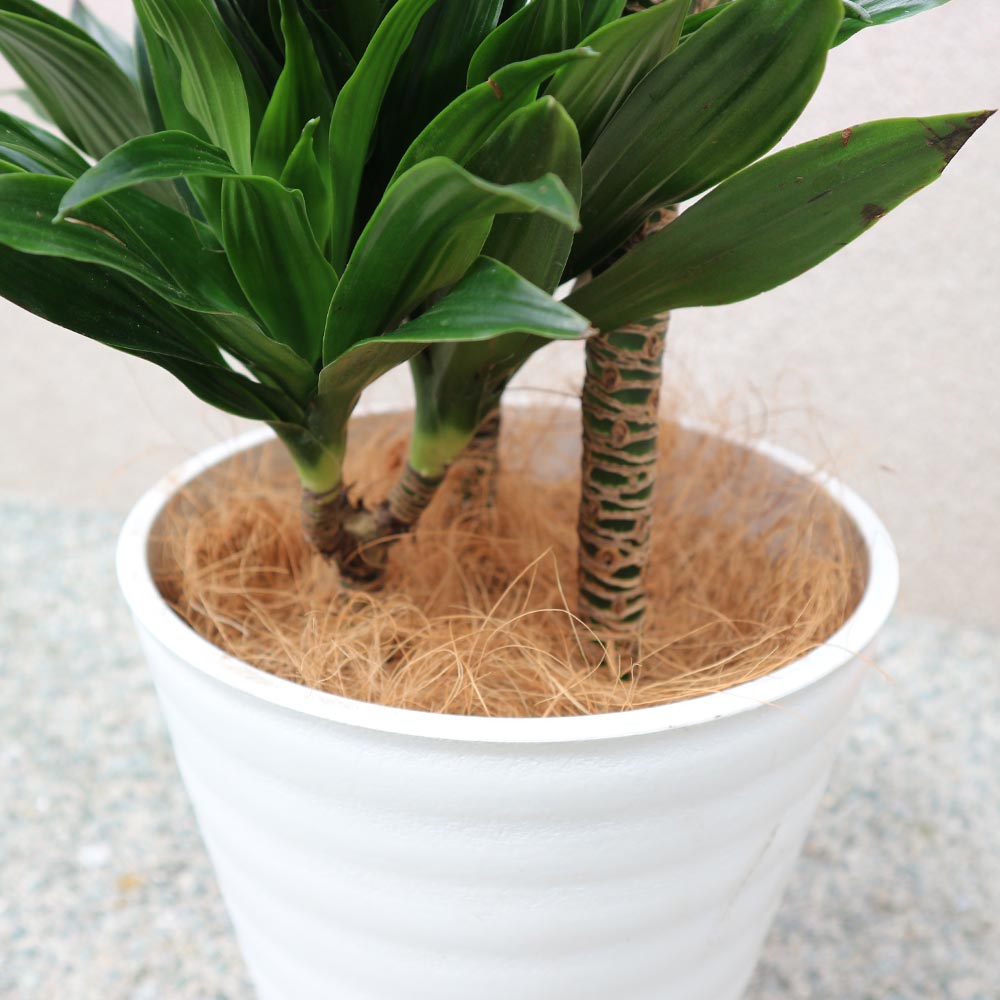 ドラセナ コンパクター【中型 観葉植物 8号鉢／1個】｜ 【植物の