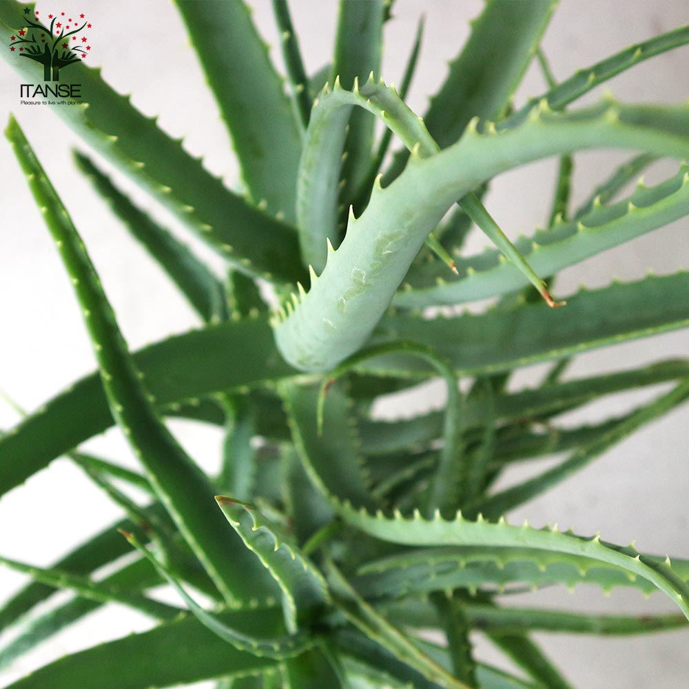 アロエ 木立アロエ【多肉植物 6号鉢大苗 ハーブ苗／1個売り】｜ 【植物