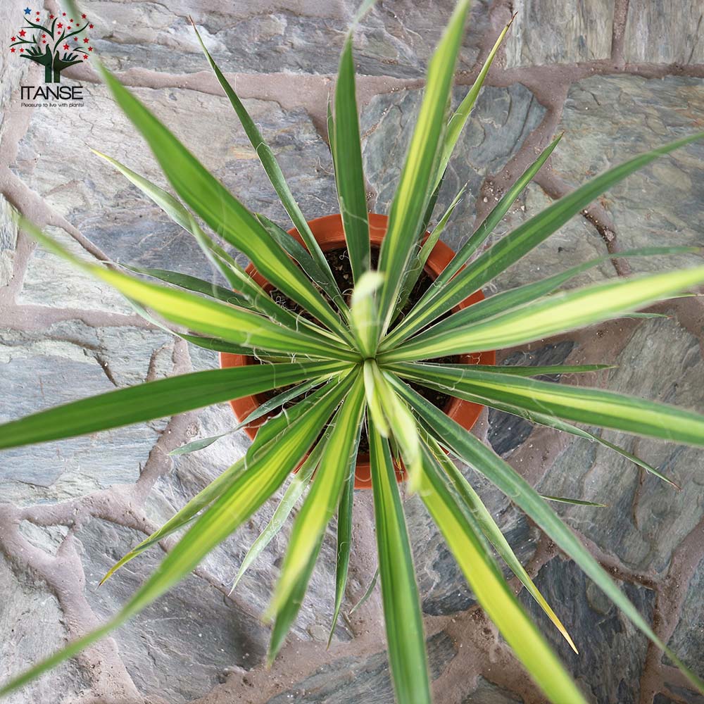 ユッカ・フィラメントーサ ゴールデンソード(斑入葉) リビングや