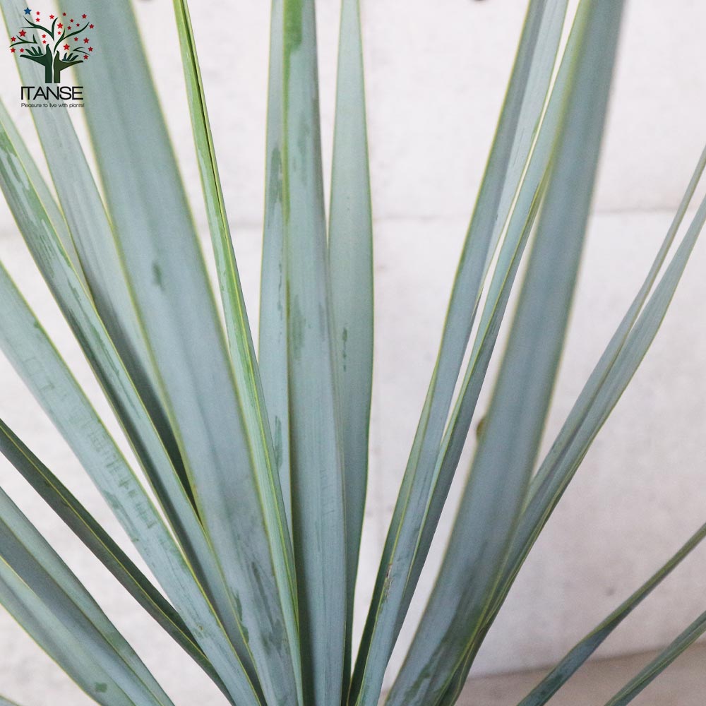 ユッカ リギダ 【観葉植物 8号プラスチック鉢：リビングやオフィス向き