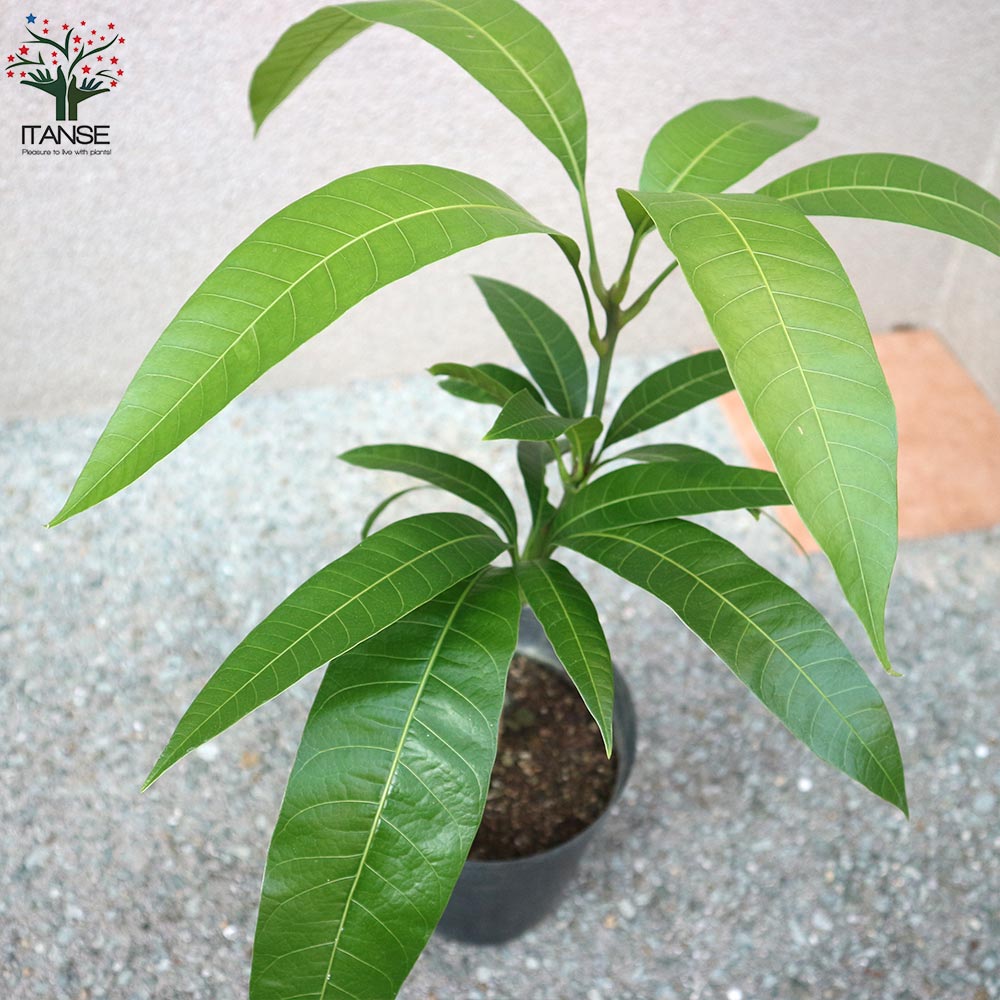 マンゴーの苗木 玉文(ぎょくぶん)【果樹の苗木 6号硬質ポット 2年生