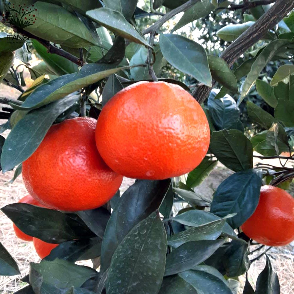 kazuページC・同一梱包品「小原紅早生3年生苗木」のみ2本 kazu