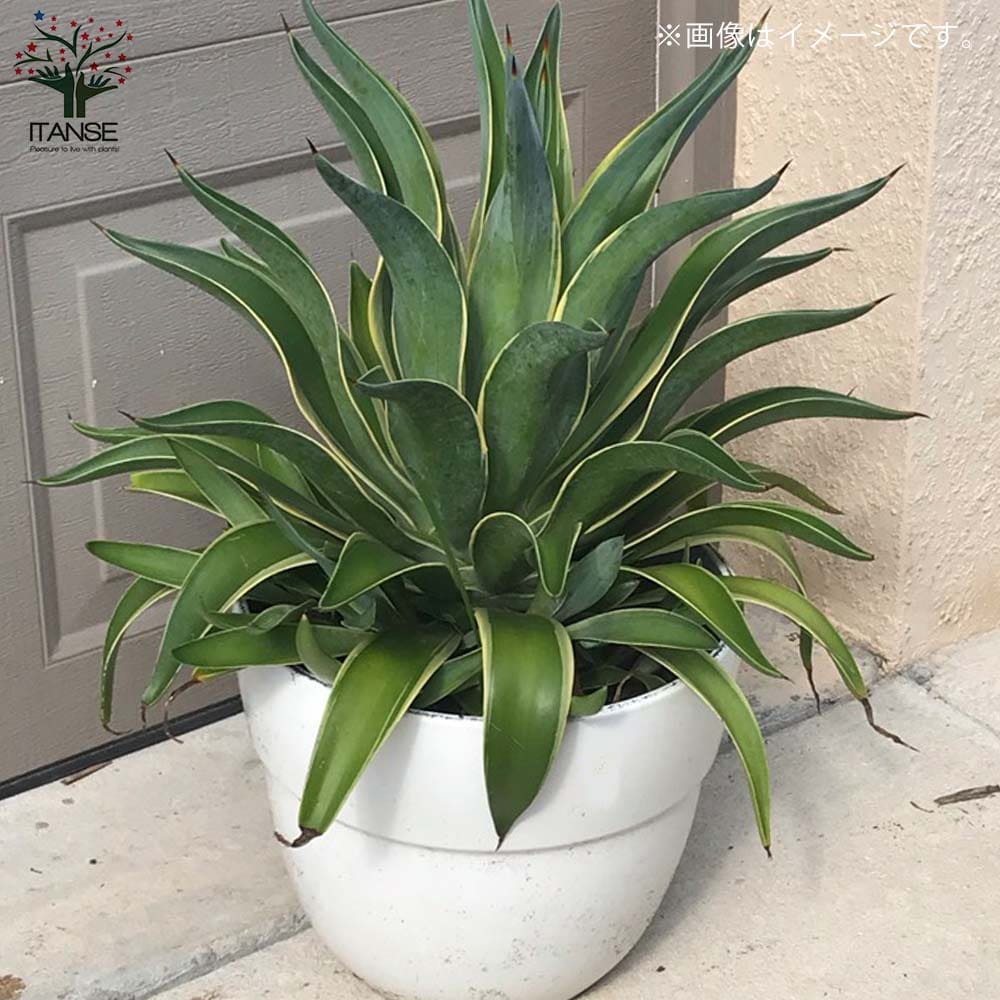 アガベ SPバリエガータ 引取限定 アガベ SPバリエガータ 引取限定