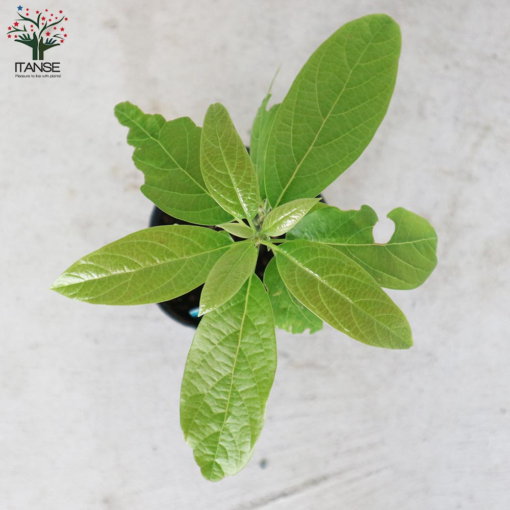 アボカドの苗木 品種：ベーコン(Bタイプ) 【果樹の苗木 13.5cmポット