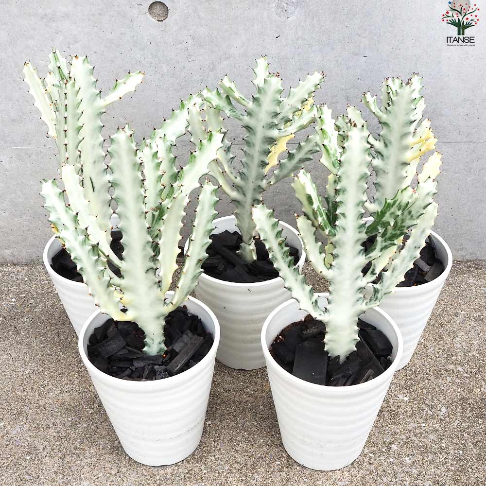 ユーフォルビア ホワイトゴースト【多肉植物 6号鉢／1個売り