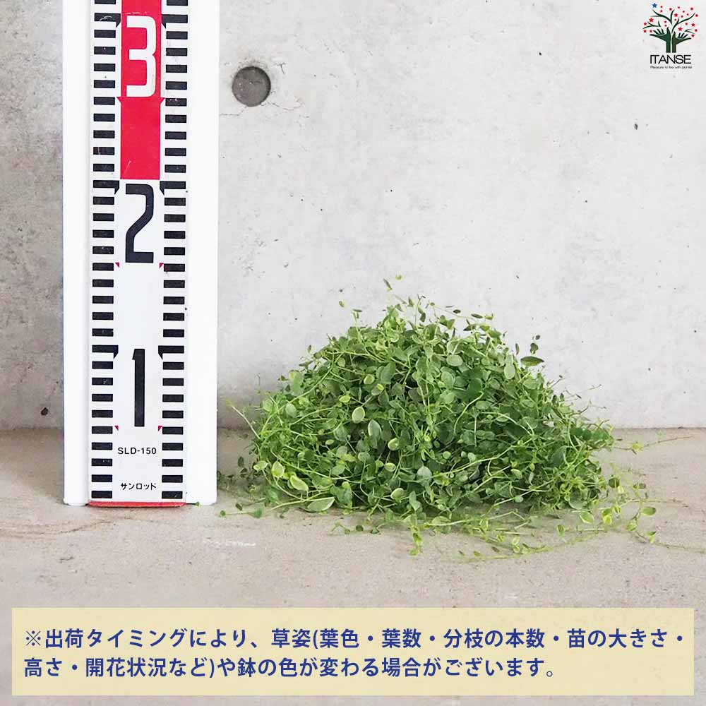 ペペロミア 美依子 【観葉植物 3号ポット】｜ 【植物のITANSE