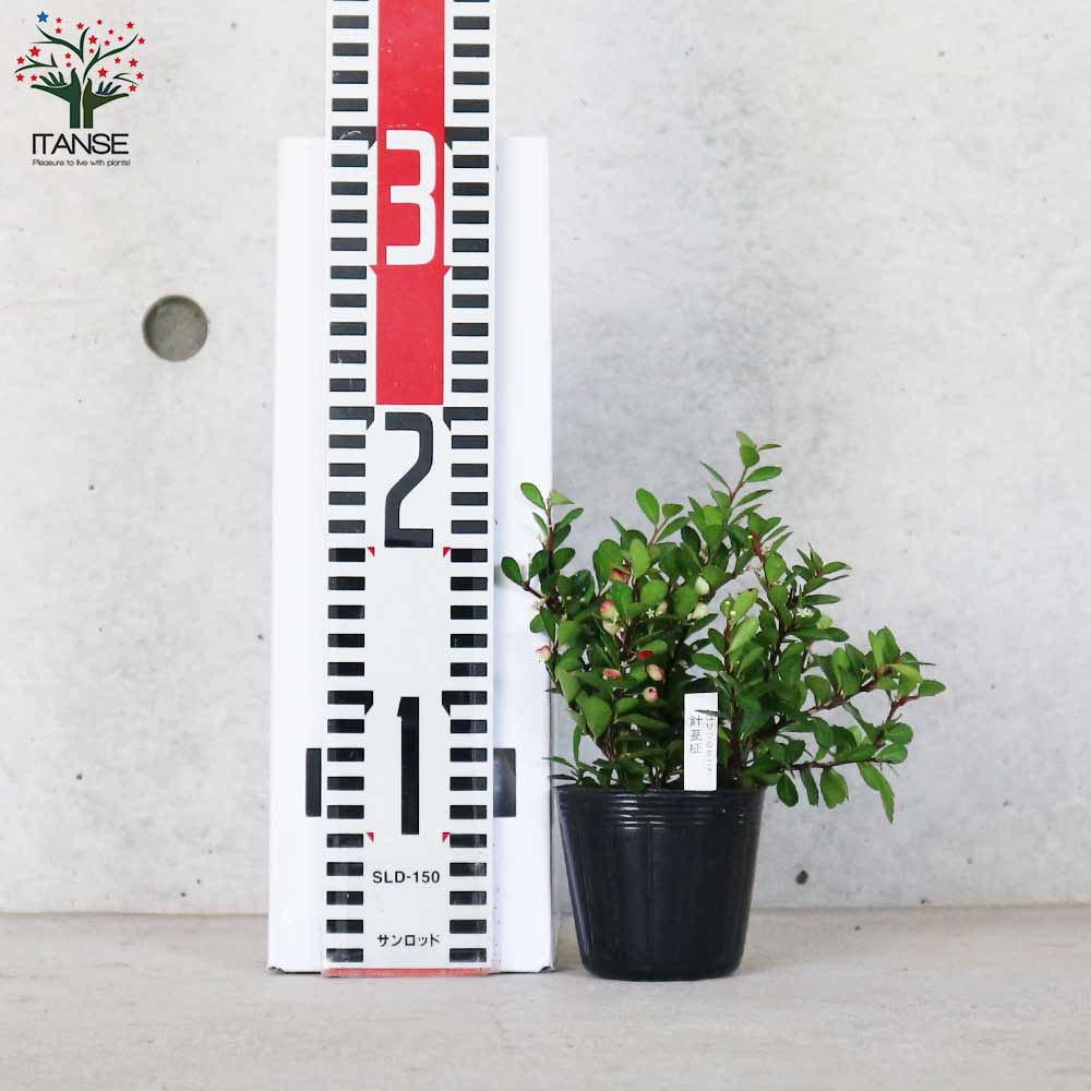 ハリツルマサキ ハートツリー【庭木 2号ポット】｜ 【植物の