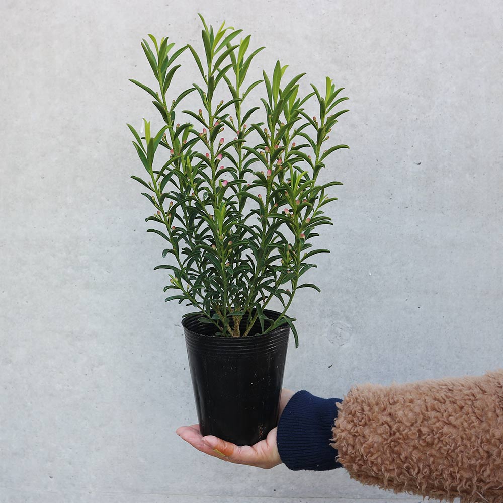 エリオステモン【花苗 3.5号ポット】｜ 【植物のITANSE】全品