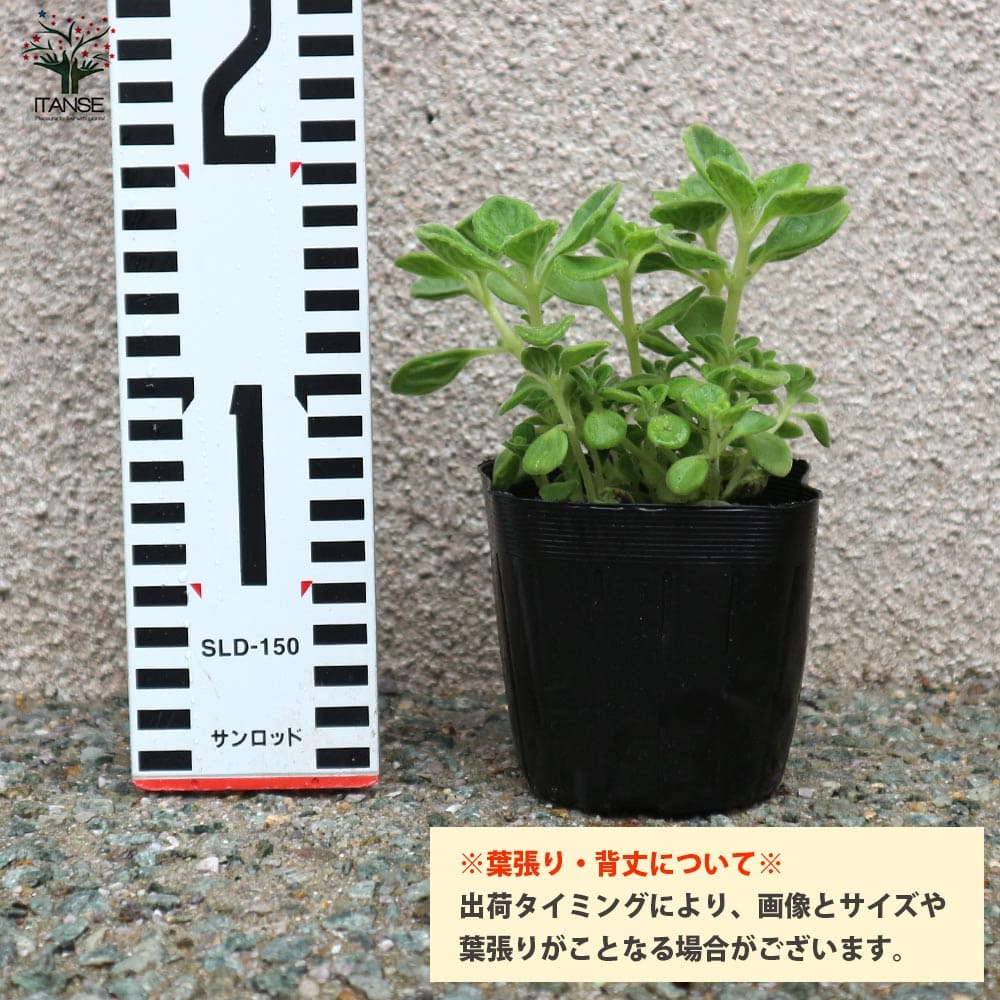 アロマティカスの苗 1個～【ハーブの苗 9cm】｜ 【植物のITANSE