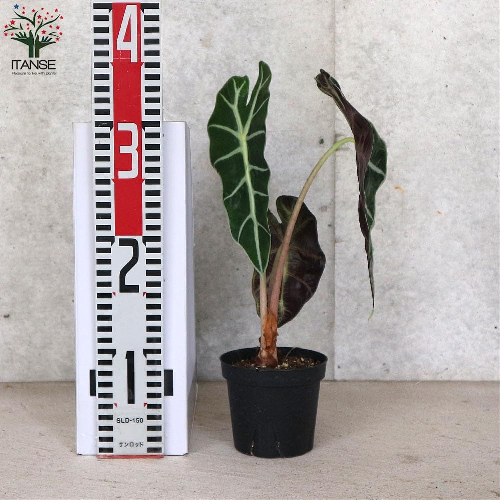 アロカシア・アマゾニカ【観葉植物 3.5号苗】｜ 【植物のITANSE