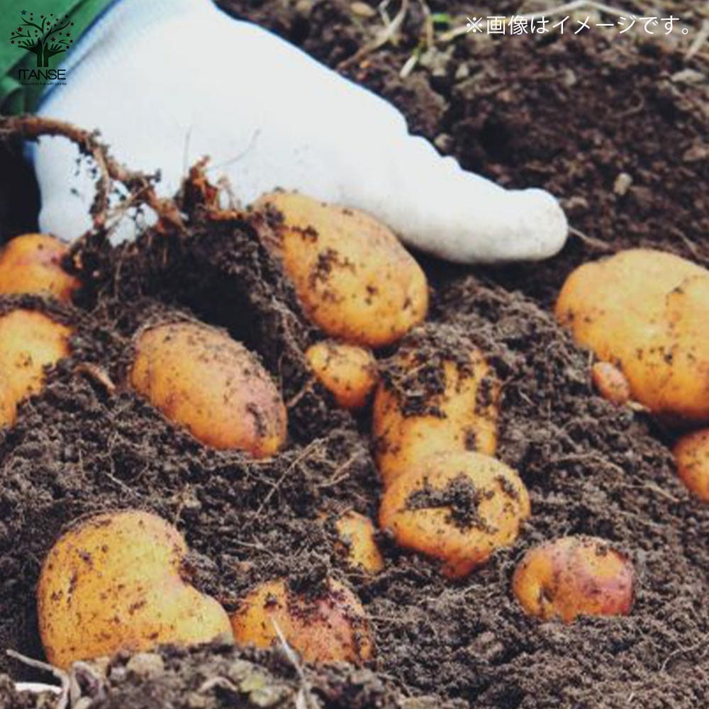 じゃがいもの種芋 品種:インカのめざめ【野菜種芋】｜ 【植物の