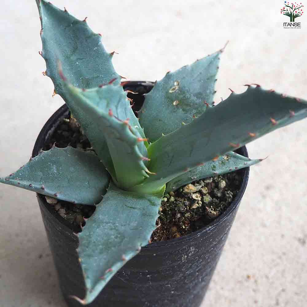 アガベ パラサナ 【多肉植物 2.5号鉢／1個売り】｜ 【植物の