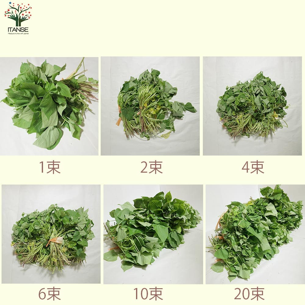 さつまいも切苗 品種：紅はるか(ベニハルカ)【野菜の苗／切苗(約25本