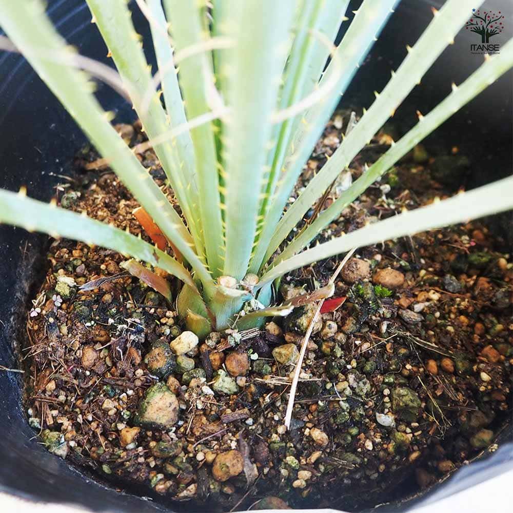 ダシリリオン ウィーレリ 【多肉植物 6号】｜ 【植物のITANSE