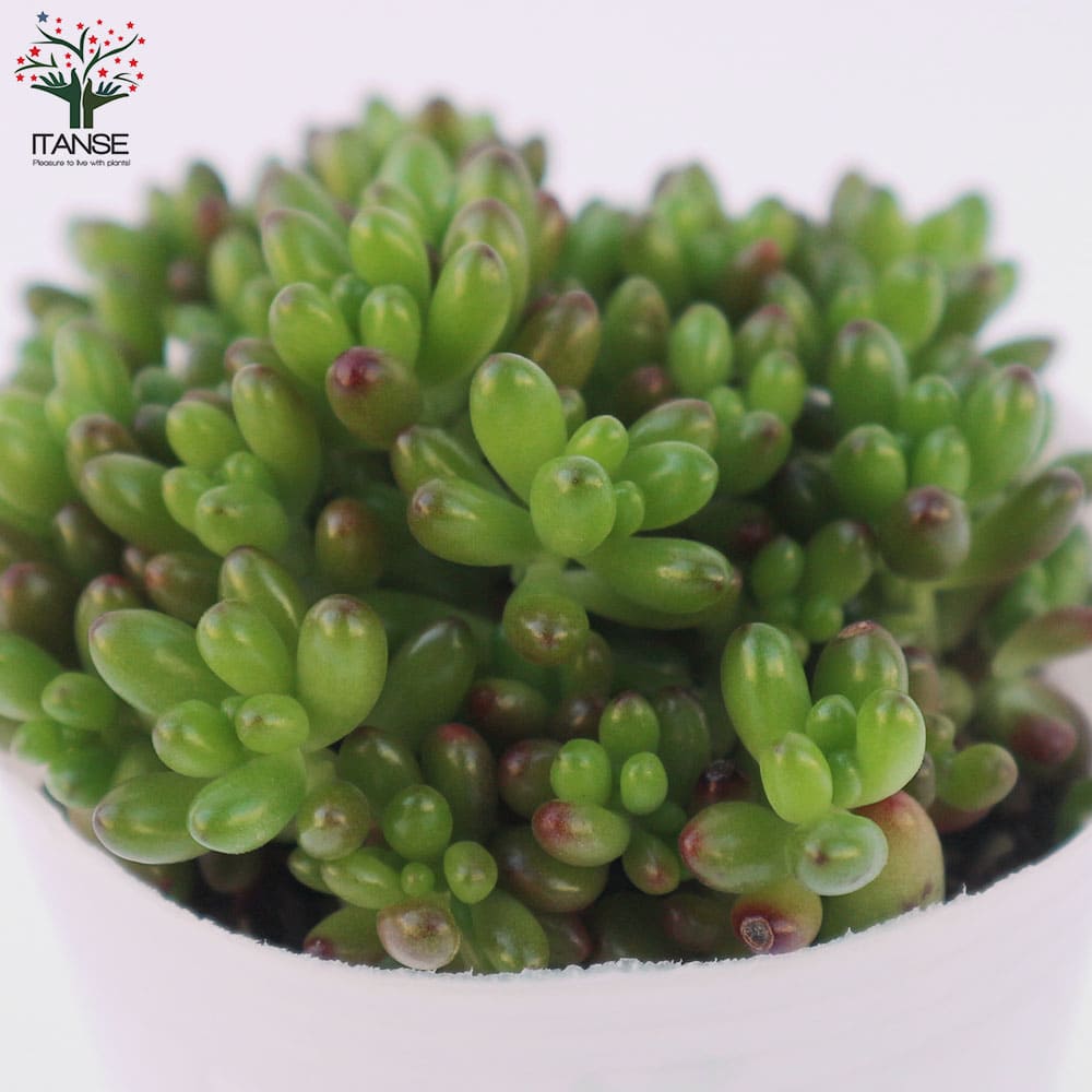 多肉植物 虹の玉 【多肉植物 ポット】｜ 【植物のITANSE】全品