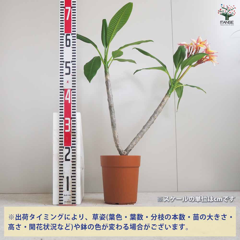 プルメリア苗木 ザナドゥ 【花木苗 5号鉢／1個売り】｜ 【植物の