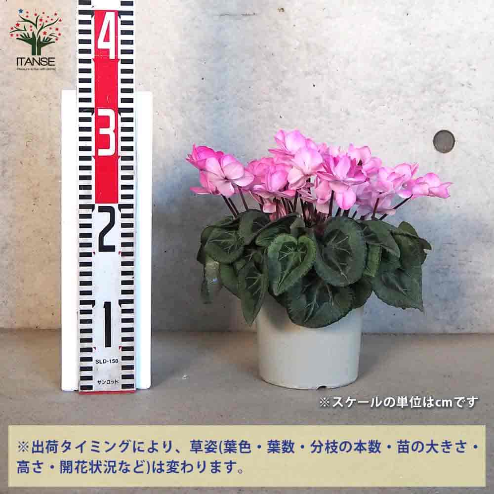 シクラメン フェアリーピコ・エレガンス 【花苗 5号鉢／1個売り