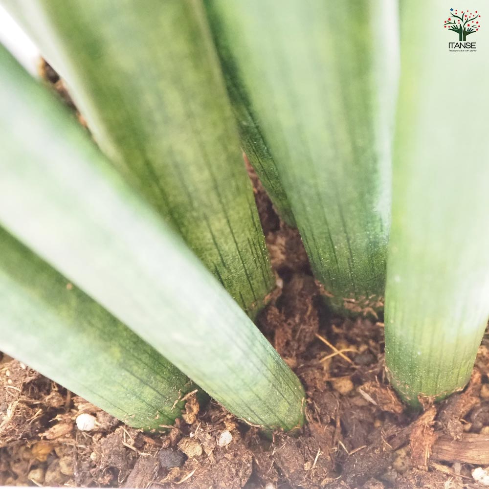 サンスベリア スタッキー 【観葉植物 7号／1個売り】｜ 【植物の